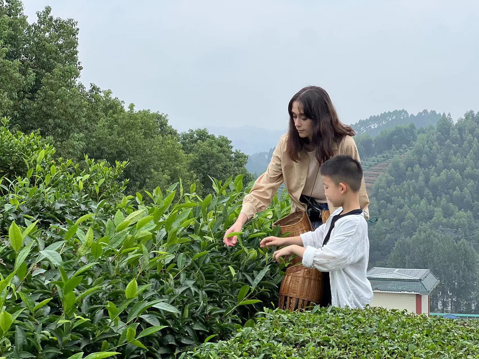 Nadya and Bobby picking tea leaves